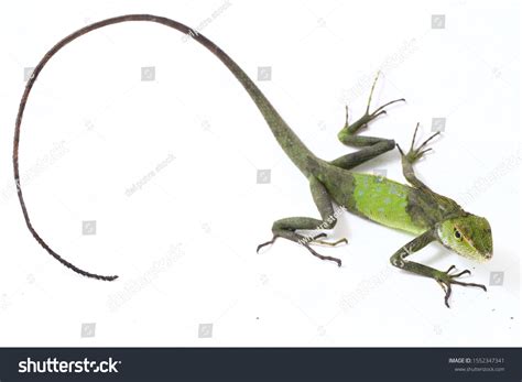 Bronchocela Jubata Commonly Known Maned Forest Stock Photo 1552347341 | Shutterstock