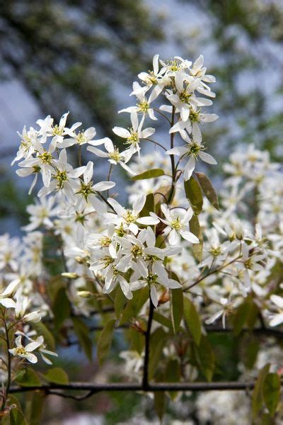 Zone 5 Ornamental Tree Varieties: Choosing Flowering Trees For Zone 5 Gardens