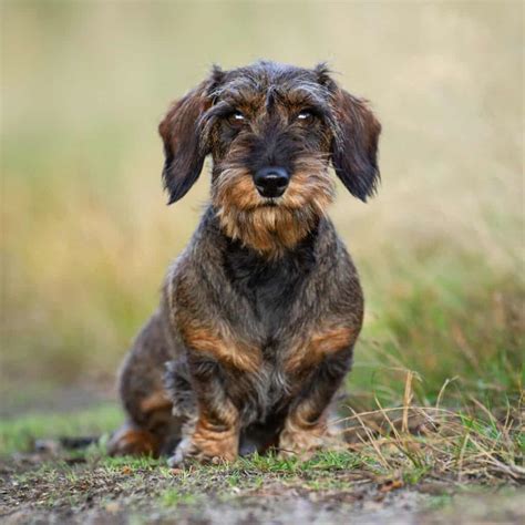 Wire-haired Dachshunds: History, Health, Temperament and Fun Facts