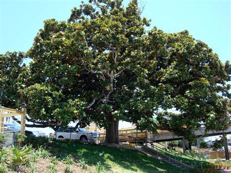 Magnolia Tree- Destin Harbor, Destin, Florida | Magnolia trees, Destin, Tree