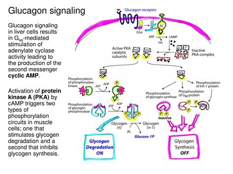 PPT - Carbohydrate Metabolism 2: Glycogen degradation, glycogen synthesis, reciprocal regulation ...