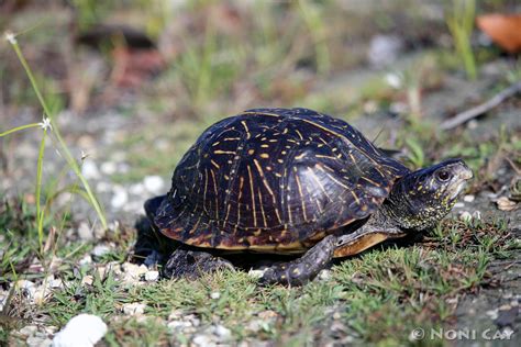 Florida Box Turtle | Noni Cay Photography