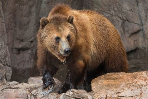 Grizzly Bears Shed Their Winter Coats | Reid Park Zoo