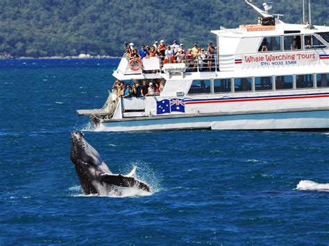 Whale Watching Cruise on the Great Barrier Reef