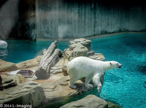 L-Imaging: Lincoln Park Zoo, Chicago