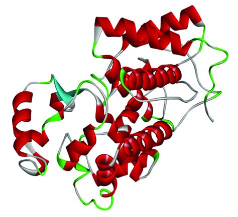 Conformational structure of horseradish peroxidase as a member of... | Download Scientific Diagram