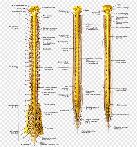 Struktur Medula Spinalis