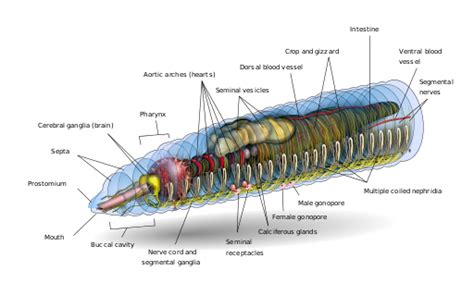 TYWKIWDBI ("Tai-Wiki-Widbee"): Earthworm anatomy