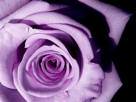 History and Meaning of Lavender Roses - ProFlowers Blog