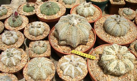 Ariocarpus and Rare Cacti: Astrophytum asterias "Super Kabuto Mirakuru"