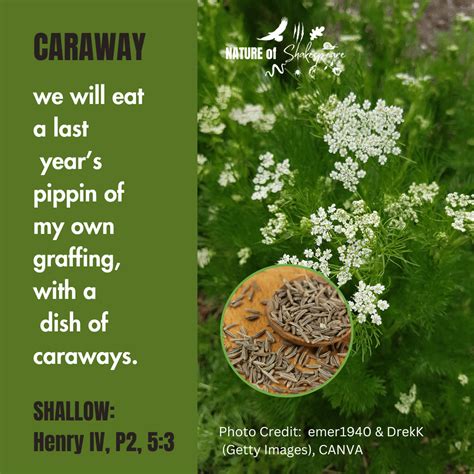 CARAWAY — The Nature of Shakespeare