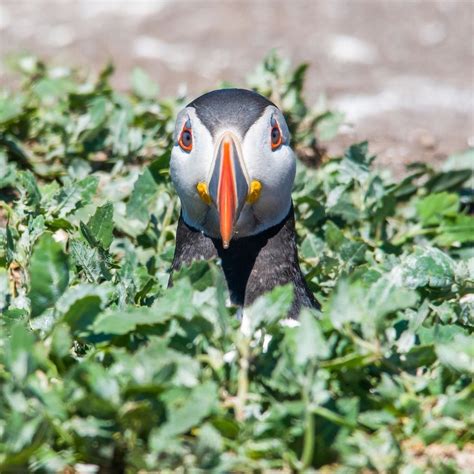 Puffin emerges from its burrow. Staple Island, Farne Islands ...