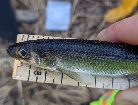 Are Invasive Pickerels Melting Rainbows Endangered at Utopia Lake ...