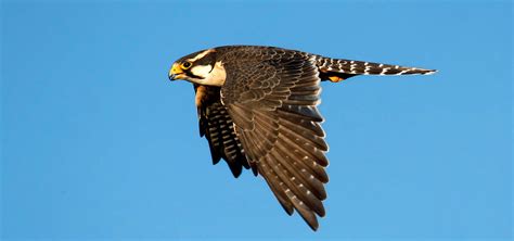 Aplomado Falcon - Banded Aplomado Falcons