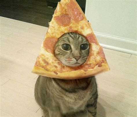 12 Cats Who Like Pizza More Than You Do – warppp