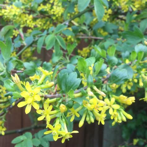 Ribes odoratum, Buffalo Currant in GardenTags plant encyclopedia