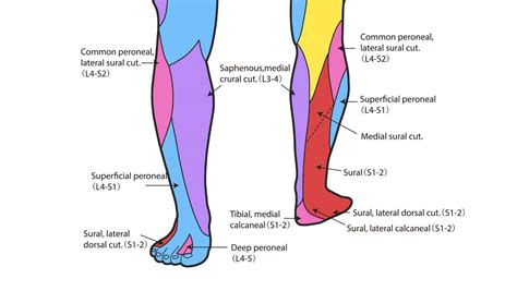 Saphenous Nerve Pain | Saphenous Nerve Anatomy & Distribution