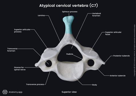 Cervical Vertebrae Anatomy C7