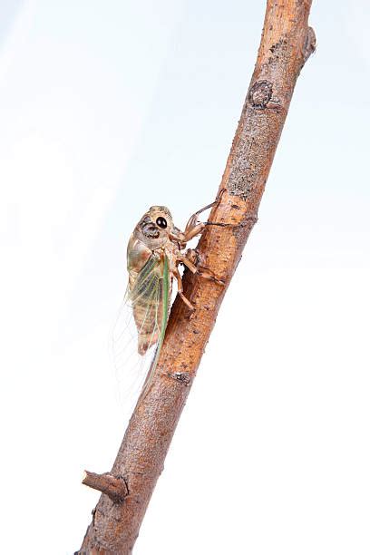 Cicada Cocoon Stock Photos, Pictures & Royalty-Free Images - iStock