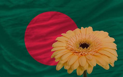 Bangladesh National Flower Stock Photos, Pictures & Royalty-Free Images ...