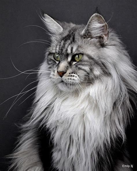 Maine Coon Cats are dubbed the "Gentle Giants". Description from pinterest.com… | Cats ...