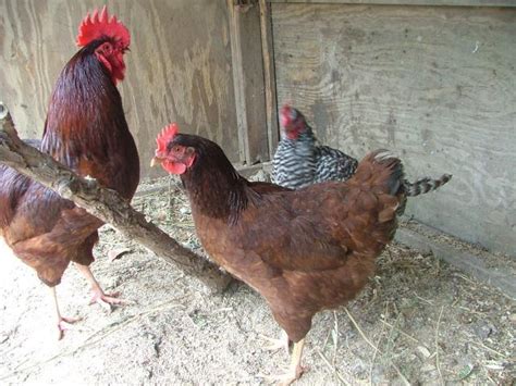 RIR Breed Thread | Page 3 | BackYard Chickens - Learn How to Raise Chickens