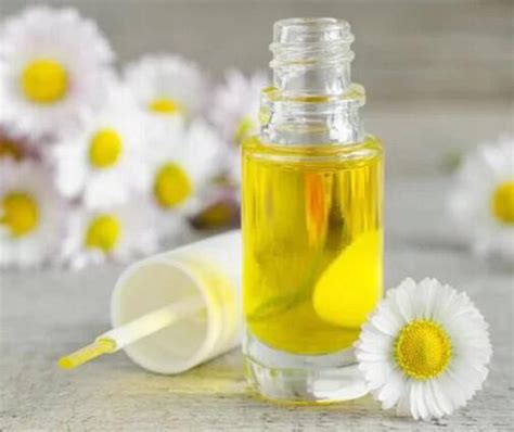 Anthemis Nobilis Flower Oil - manufacturer - undersun