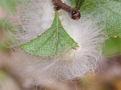 Blue Jay Barrens: Flannel Moth Caterpillar