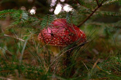 Red Mushroom on Behance