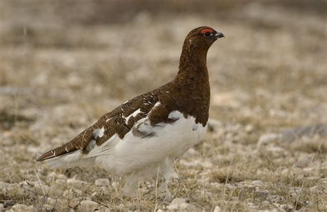 Willow Ptarmigan - Owen Deutsch Photography