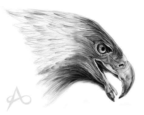 Hawk Pencil Drawing at PaintingValley.com | Explore collection of Hawk Pencil Drawing