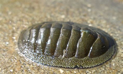 PHYLUM MOLLUSK CLASS POLYPLACOPHORA chiton 3d Printing News, Mollusk, 3 ...