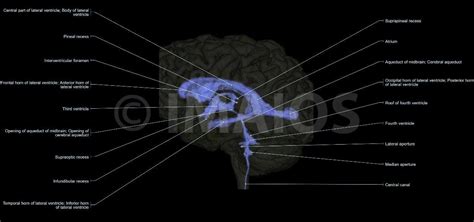 Lateral ventricle, Third ventricle, Fourth ventricle, Aqueduct of midbrain; Cerebral aqueduct ...