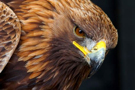 Golden Eagle Wallpapers - Wallpaper Cave