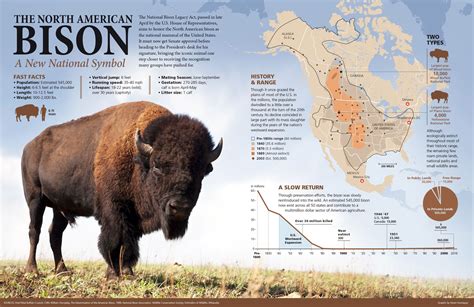 The American Bison | Animales, Zoología, Infography design