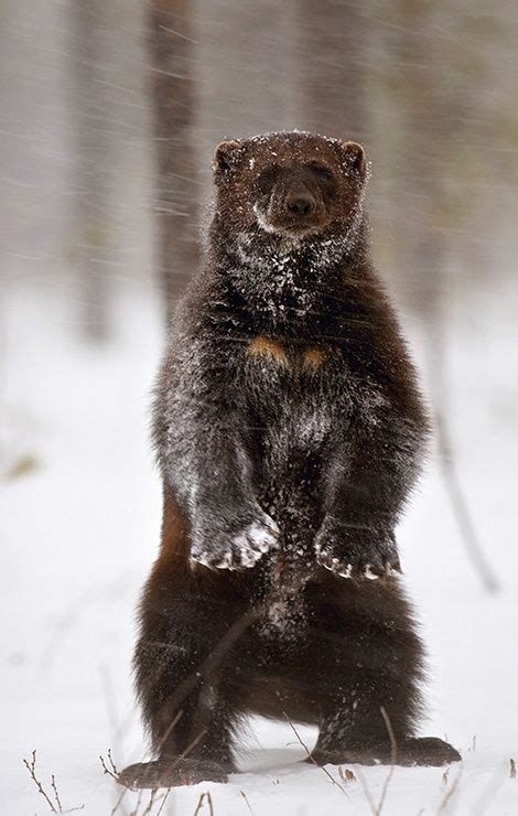 Wolverine - largest land-dwelling species of the family Mustelidae (weasels). | Rare animals ...