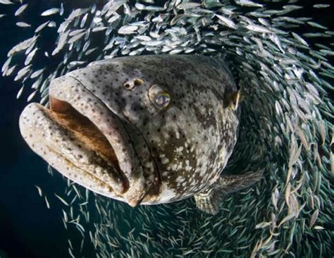 National Geographic 2013 Underwater Photography Competition Winners