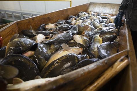 Carp breeding ponds and harvesting. | Andrew Skowron | Flickr