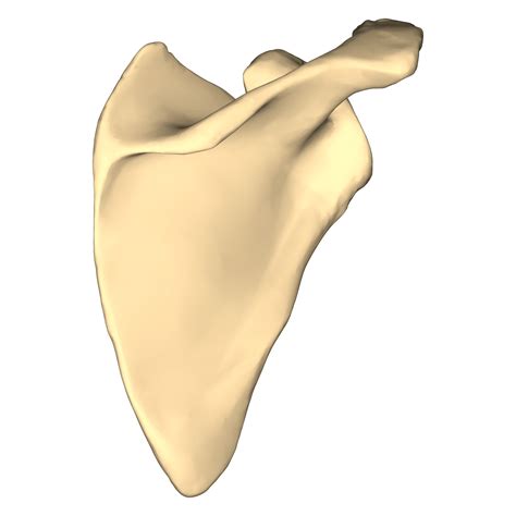 File:Right scapula - close-up - posterior view.png - Wikimedia Commons