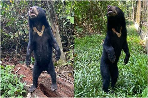 Malayan Sun Bear Cubs