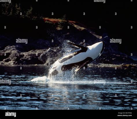 Orca Whale Breaching Inside Passage Southeast Alaska Stock Photo - Alamy