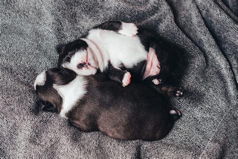 Newborn puppies sleeping - freestocks.org - Free stock photo