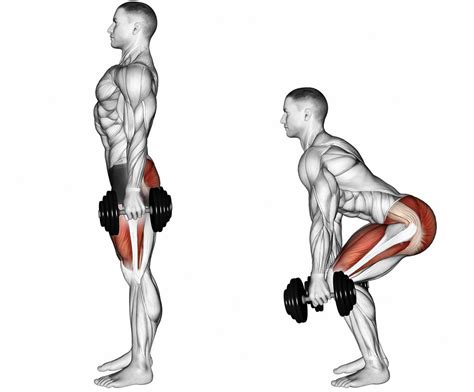 How to Do Dumbbell Deadlifts (Form & Benefits) - Steel Supplements