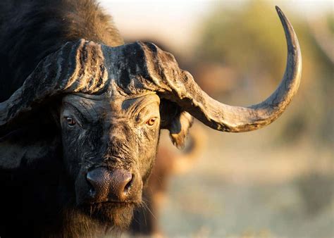 23 African Cape Buffalo Facts (Syncerus caffer) | Storyteller Travel