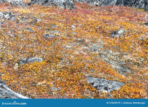 Lichen and Tundra Vegetation Stock Image - Image of scenery, background: 41845979