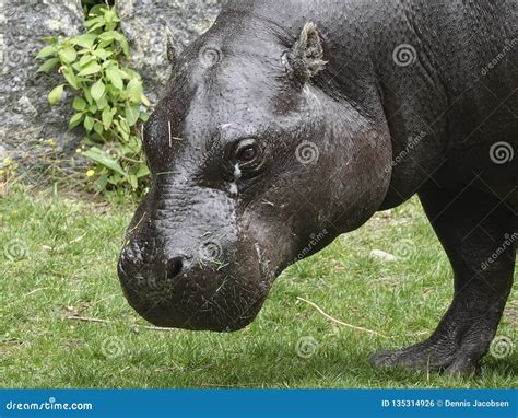 Pygmy Hippopotamus Choeropsis Liberiensis Stock Photo - Image of mammal ...