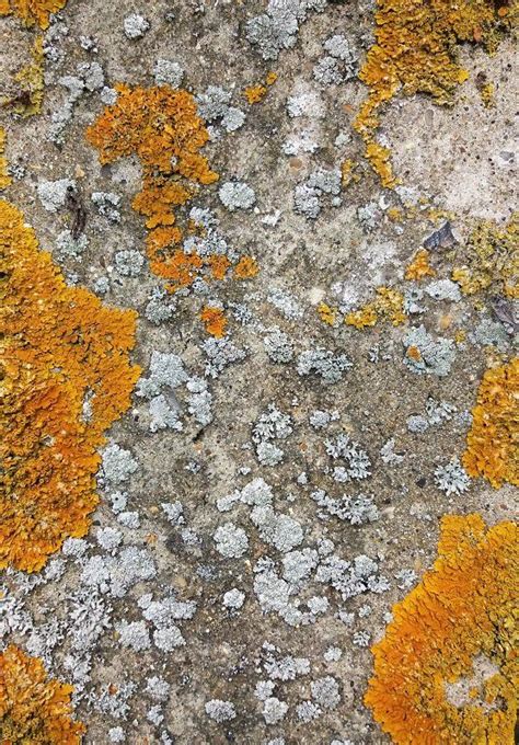 Twitter | Rust color, Concrete slab, Concrete