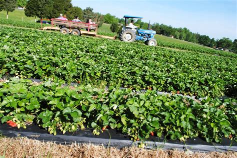 Davidson Family: Strawberry Farm