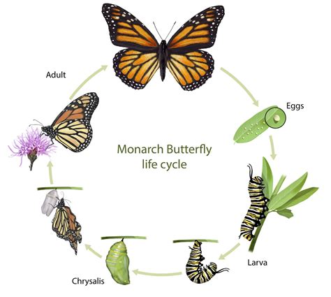 Life Cycle Of Monarch Butterfly Royalty Free Svg Cliparts Vectors ...