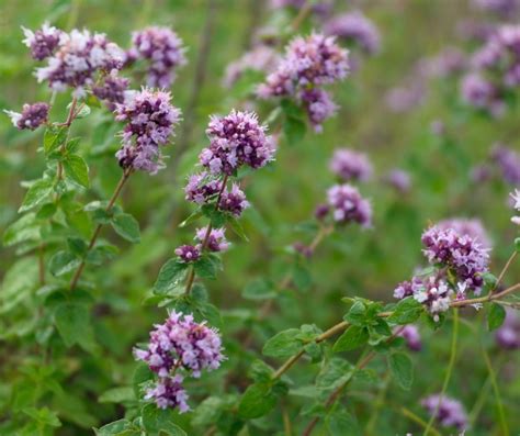 origanum-vulgare-edited – Scotland Grows Magazine